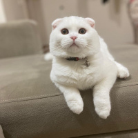 Scottish Fold, Kedi  Köpük fotoğrafı