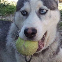 Sibirya Kurdu (Husky), Köpek  FOX fotoğrafı