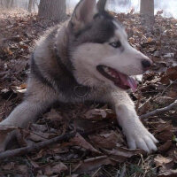 Sibirya Kurdu (Husky), Köpek  FOX fotoğrafı