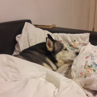 Sibirya Kurdu (Husky), Köpek  FOX fotoğrafı