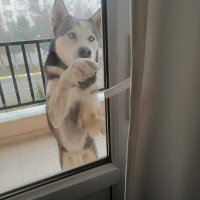 Sibirya Kurdu (Husky), Köpek  FOX fotoğrafı