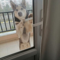 Sibirya Kurdu (Husky), Köpek  FOX fotoğrafı