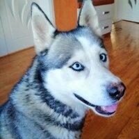 Sibirya Kurdu (Husky), Köpek  FOX fotoğrafı