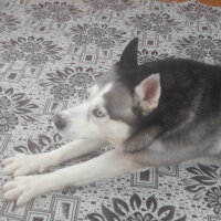 Sibirya Kurdu (Husky), Köpek  FOX fotoğrafı