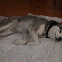 Sibirya Kurdu (Husky), Köpek  FOX fotoğrafı