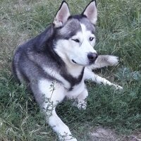 Sibirya Kurdu (Husky), Köpek  FOX fotoğrafı