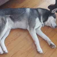 Sibirya Kurdu (Husky), Köpek  FOX fotoğrafı