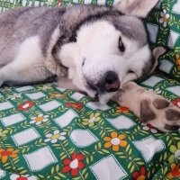 Sibirya Kurdu (Husky), Köpek  FOX fotoğrafı