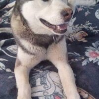 Sibirya Kurdu (Husky), Köpek  FOX fotoğrafı