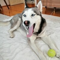 Sibirya Kurdu (Husky), Köpek  FOX fotoğrafı