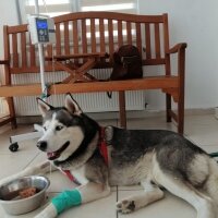 Sibirya Kurdu (Husky), Köpek  FOX fotoğrafı