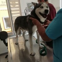 Sibirya Kurdu (Husky), Köpek  FOX fotoğrafı