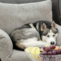 Sibirya Kurdu (Husky), Köpek  FOX fotoğrafı