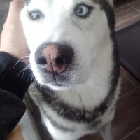 Sibirya Kurdu (Husky), Köpek  FOX fotoğrafı