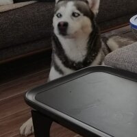 Sibirya Kurdu (Husky), Köpek  FOX fotoğrafı