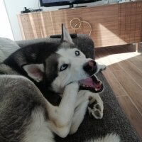 Sibirya Kurdu (Husky), Köpek  FOX fotoğrafı