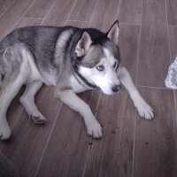 Sibirya Kurdu (Husky), Köpek  FOX fotoğrafı