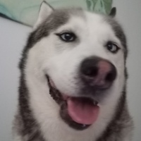 Sibirya Kurdu (Husky), Köpek  FOX fotoğrafı