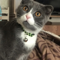 Scottish Fold, Kedi  Efe fotoğrafı