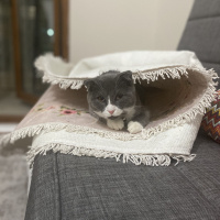 Scottish Fold, Kedi  Efe fotoğrafı