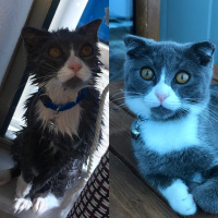 Scottish Fold, Kedi  Efe fotoğrafı
