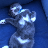 Scottish Fold, Kedi  Efe fotoğrafı