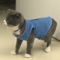Scottish Fold, Kedi  Efe fotoğrafı