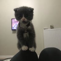 Scottish Fold, Kedi  Efe fotoğrafı