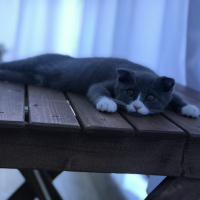 Scottish Fold, Kedi  Efe fotoğrafı