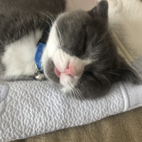 Scottish Fold, Kedi  Efe fotoğrafı