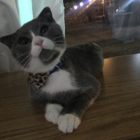 Scottish Fold, Kedi  Efe fotoğrafı
