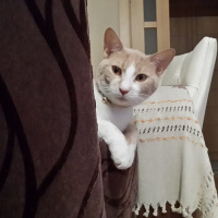 Tekir Kedi, Kedi  Tarçın fotoğrafı