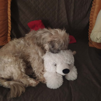 Shih Tzu, Köpek  Paşa fotoğrafı