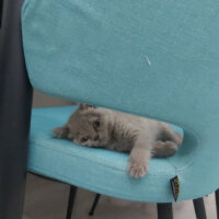 Scottish Fold, Kedi  Gümüş fotoğrafı