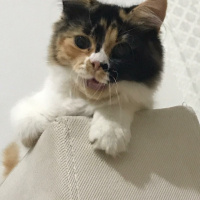 İran Kedisi (Persian), Kedi  peluş fotoğrafı