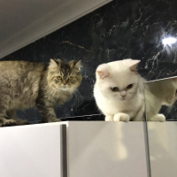 British Shorthair, Kedi  Carla fotoğrafı