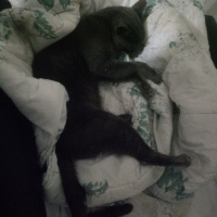 Mavi Rus, Kedi  Sam fotoğrafı