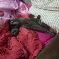 Mavi Rus, Kedi  Sam fotoğrafı