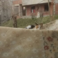 Mavi Rus, Kedi  Sam fotoğrafı