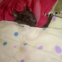 Mavi Rus, Kedi  Sam fotoğrafı