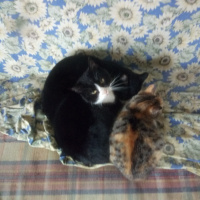 Mavi Rus, Kedi  Sam fotoğrafı