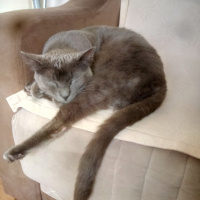 Mavi Rus, Kedi  Sam fotoğrafı