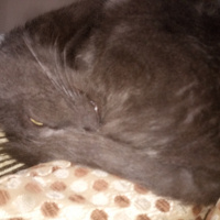 Mavi Rus, Kedi  Sam fotoğrafı