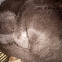 Mavi Rus, Kedi  Sam fotoğrafı