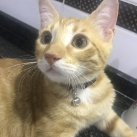 Sarman, Kedi  Tarçın fotoğrafı