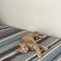 Sarman, Kedi  Tarçın fotoğrafı