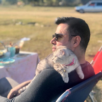 Scottish Fold, Kedi  semiramis fotoğrafı