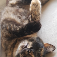 Tekir Kedi, Kedi  Mia fotoğrafı