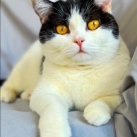 British Shorthair, Kedi  MURPY fotoğrafı