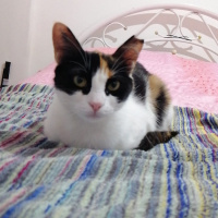 Tekir Kedi, Kedi  Maya fotoğrafı